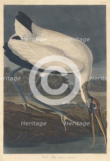 Wood Ibis, 1834. Creator: Robert Havell.