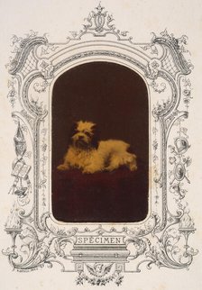 Les Chiens, 1860s. Creator: Pierre-Louis Pierson.