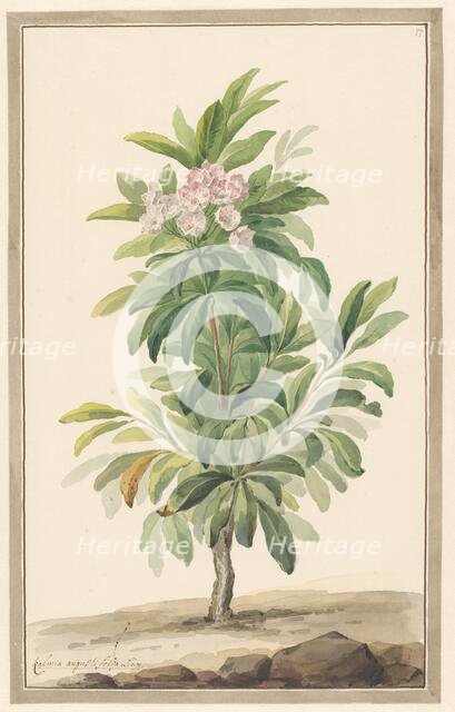 Narrow -leaf spoon tree in landscape (Kalmia Angustifolio), c.1775-c.1825. Creator: Willem van Leen.