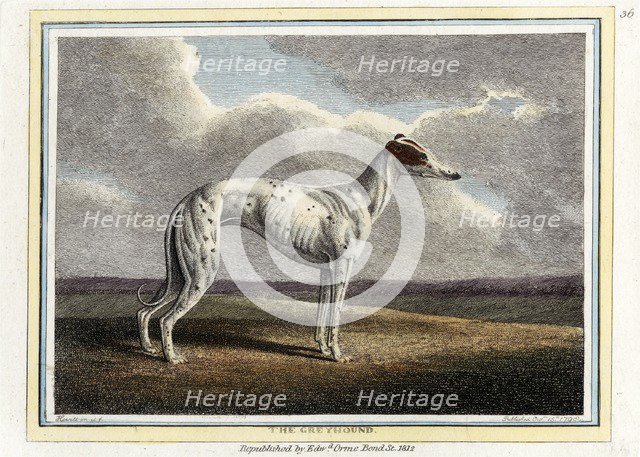 The Greyhound, pub. 1812. Creator: English School (19th Century).