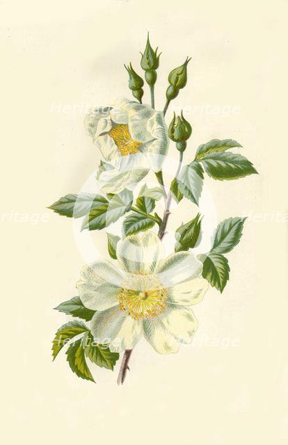 'Field Rose', 1877. Creator: Frederick Edward Hulme.