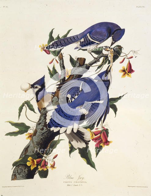 The blue jay. From "The Birds of America", 1827-1838. Creator: Audubon, John James (1785-1851).