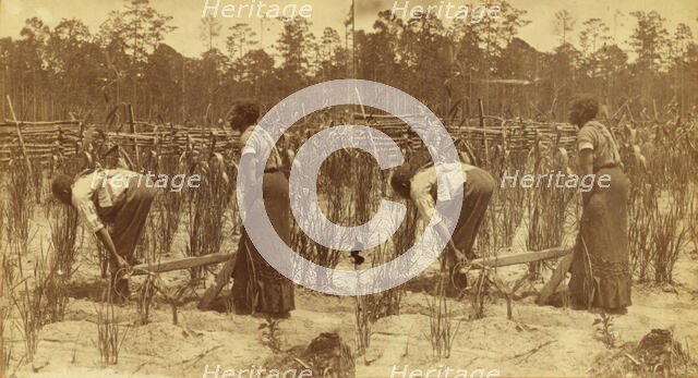 Ploughing rice. [Plowing rice], (1868-1900?). Creator: O. Pierre Havens.