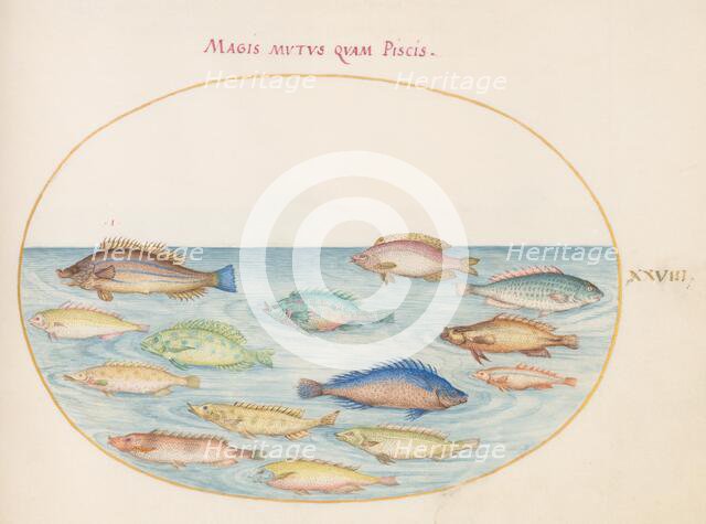 Animalia Aqvatilia et Cochiliata (Aqva): Plate XXVIII, c. 1575/1580. Creator: Joris Hoefnagel.