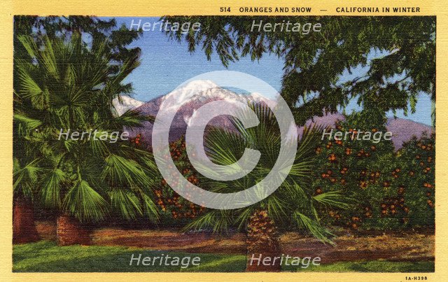 'Oranges and Snow, California in Winter', postcard, 1931. Artist: Unknown