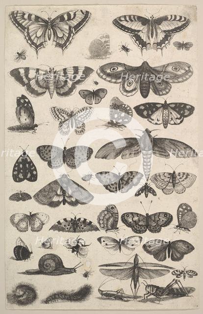 Forty-one Insects, including moths and butterflies, 1625-77. Creator: Wenceslaus Hollar.
