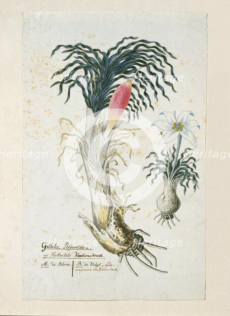 Gethyllis ciliaris (Koekemakranka), 1777-1786. Creator: Robert Jacob Gordon.