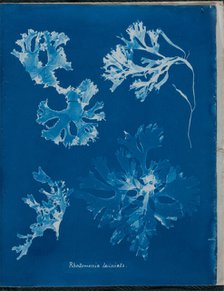 Rhodomenia laciniata, 1843 or 1844. Creator: Anna Atkins.