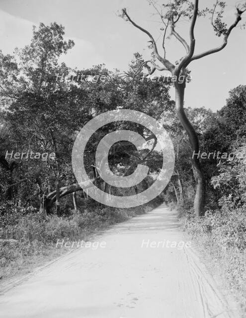 Jungle Road, Miami, Fla., c.between 1910 and 1920. Creator: Unknown.