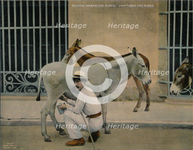 Milking donkeys, Havana, Cuba, c1920. Artist: Unknown.