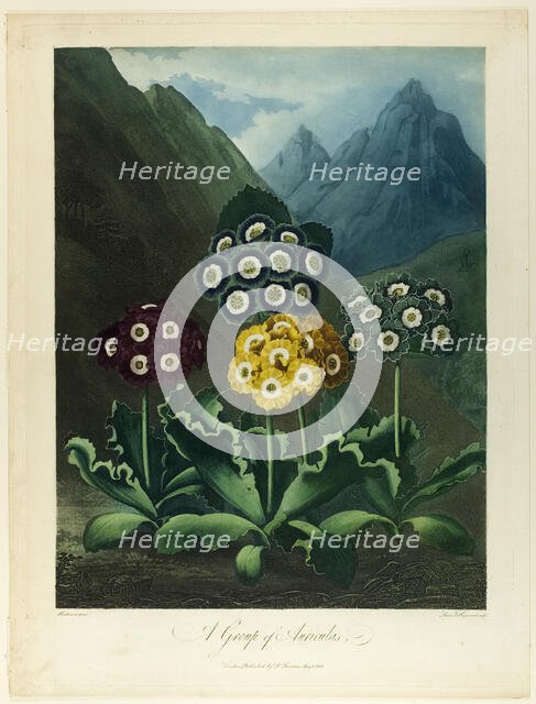 A Group of Auriculas, from The Temple of Flora, 1803. Creator: Frederick Christian Lewis.