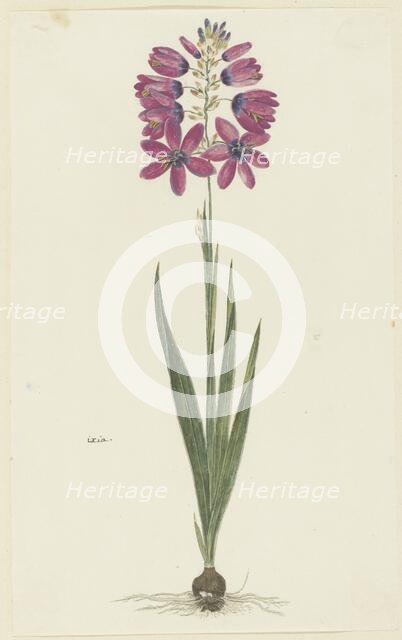 Ixia lutea eckkl. var. Ovata., 1777-1786. Creator: Robert Jacob Gordon.