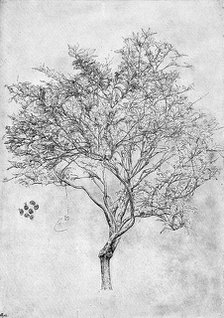 Study of a lemon tree, 1899. Artist: Unknown