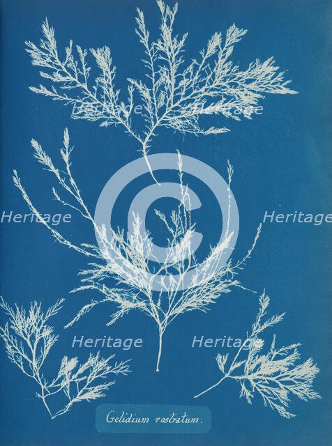 Gelidium rostratum, ca. 1853. Creator: Anna Atkins.