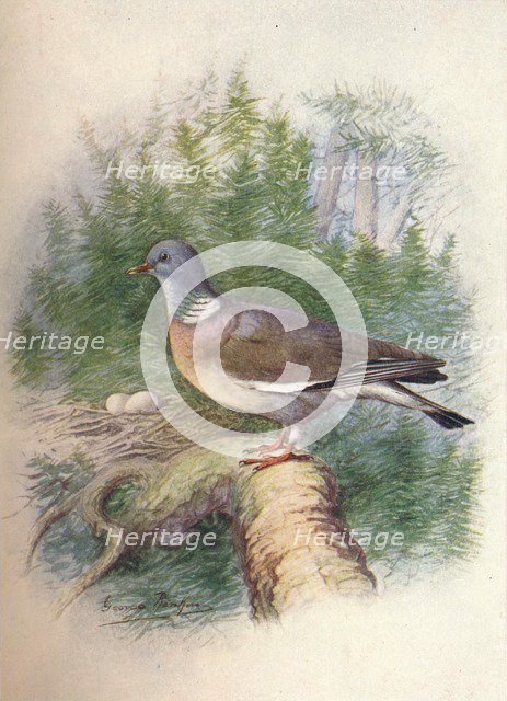 'Wood-Pigeon or Ring-Dove - Colum'ba palum'bus', c1910, (1910). Artist: George James Rankin.