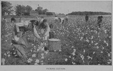 Picking cotton., 1902. Creator: Unknown.