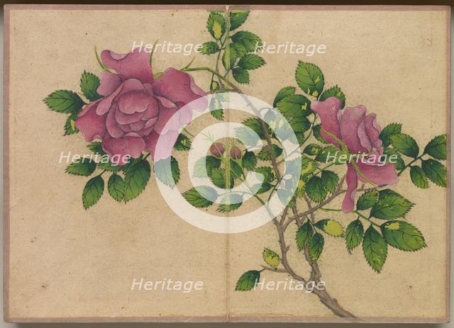Desk Album: Flower and Bird Paintings (Rose), 18th Century. Creator: Zhang Ruoai (Chinese).