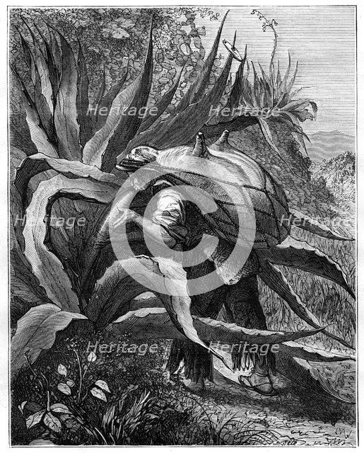 Indian extracting pulque, Mexico, 19th century. Artist: Unknown