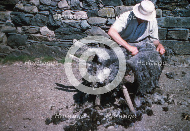 Shearing a sheep by hand, Lake District, c1960s. Artist: CM Dixon.