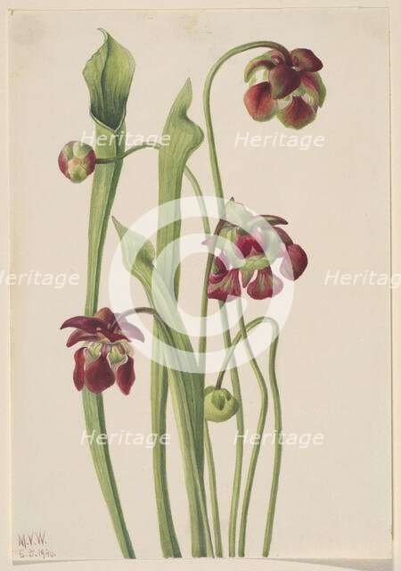 Hybrid Pitcherplant, 1930. Creator: Mary Vaux Walcott.