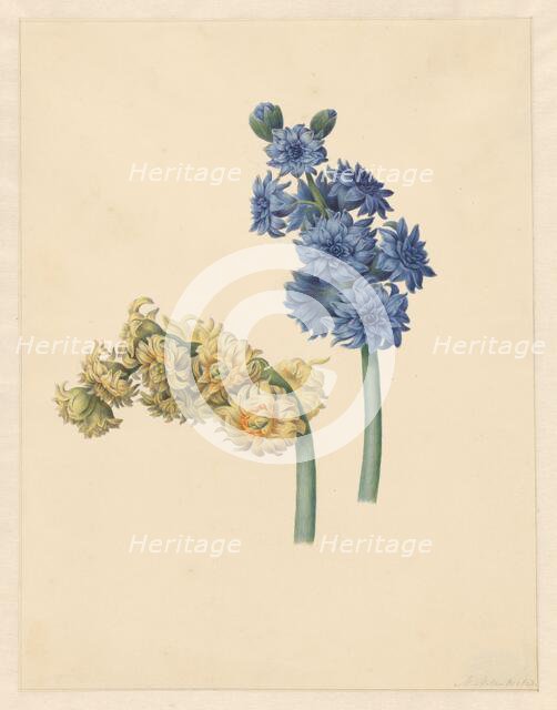 Two hyacinths, 1823. Creator: Maria Margrita van Os.