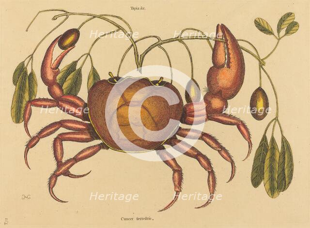 The Land-crab (Cancer ruricola), published 1731-1743. Creator: Mark Catesby.