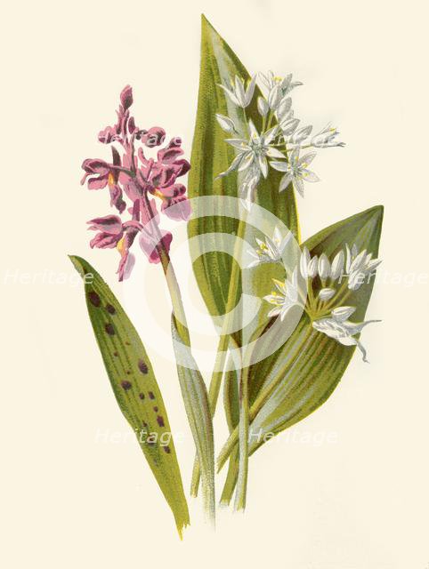 'Common Orchis and Broad-Leafed Garlic', 1877. Creator: Frederick Edward Hulme.