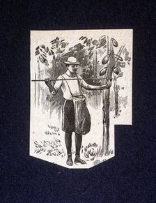 Native picking up berries of the cocoa tree, drawing 1914.
