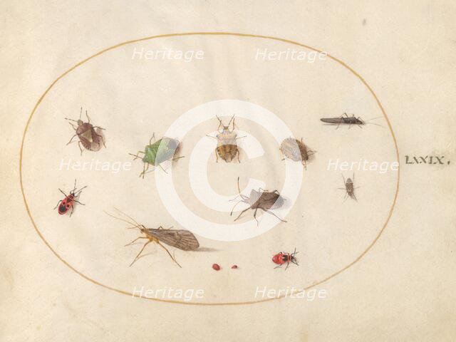 Plate 79: Twelve Insects, Including Shield Bugs, c. 1575/1580. Creator: Joris Hoefnagel.