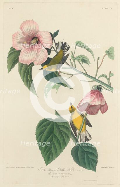 Blue-winged Yellow Warbler, 1827. Creator: Robert Havell.