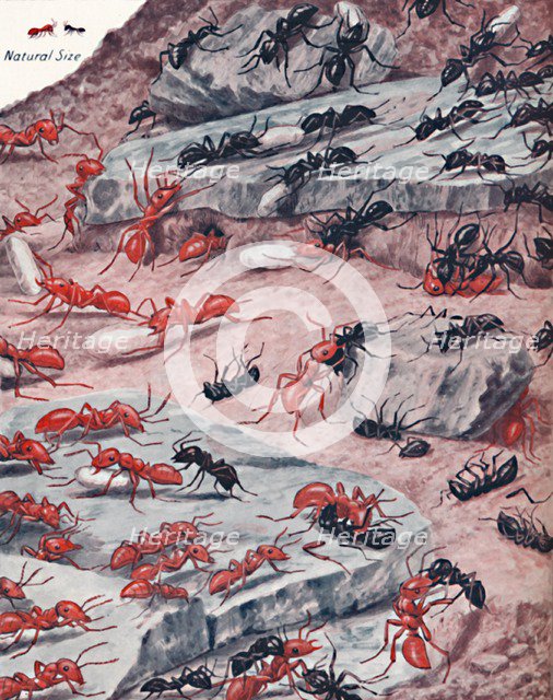'A Fierce Slave Raid In The Ant World', 1935. Artist: Unknown.