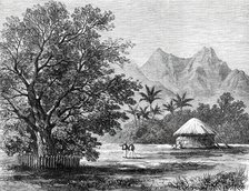 Sketches from H.M.S. Challenger, by Mr. J. J. Wild: Tamarind Tree...1876. Creator: Unknown.