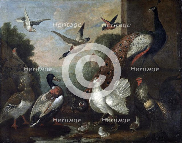 The birds, 17th century. Creator: Melchior d'Hondecoeter.