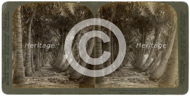 Avenue of coconut palms, Florida, USA, 1891.Artist: George Barker