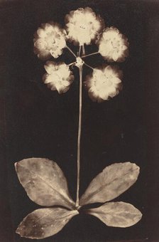 Botanical Photogram, 1860s. Creator: Unknown.