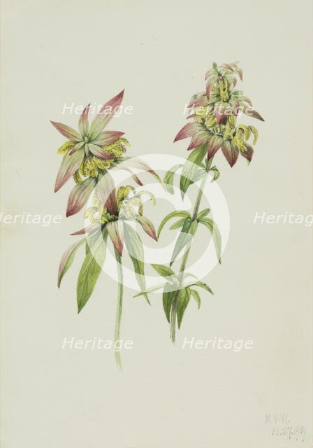 Spotted Bee Balm (Monarda punctata), 1919. Creator: Mary Vaux Walcott.