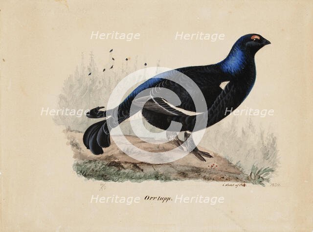 Black Grouse, Male, 1834. Creator: Ferdinand von Wright.