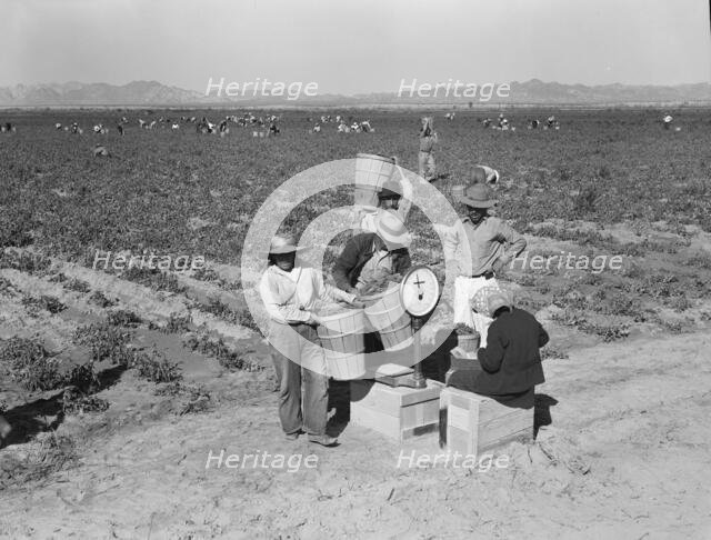 Open air food factory - weighing in peas, California, 1939. Creator: Dorothea Lange.