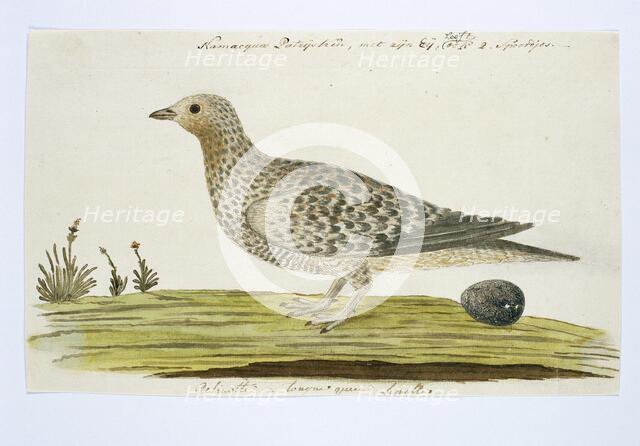 Pteroclurus namaqua (Namaqua sandgrouse), c.1778. Creator: Robert Jacob Gordon.