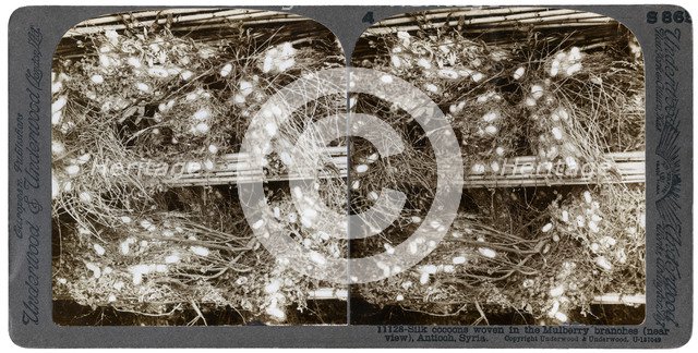 Silk cocoons woven into mulberry branches, Antioch, Syria, 1900s.Artist: Underwood & Underwood