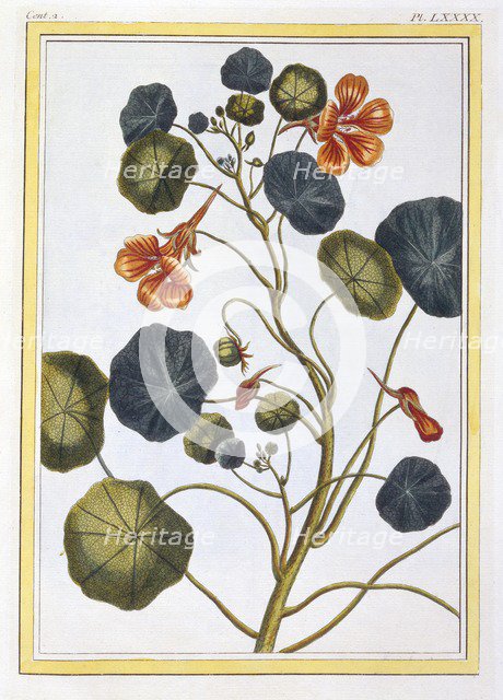 La Capucine (Nasturtium),  pub. 1776. Creator: Pierre Joseph Buchoz (1731-1807).