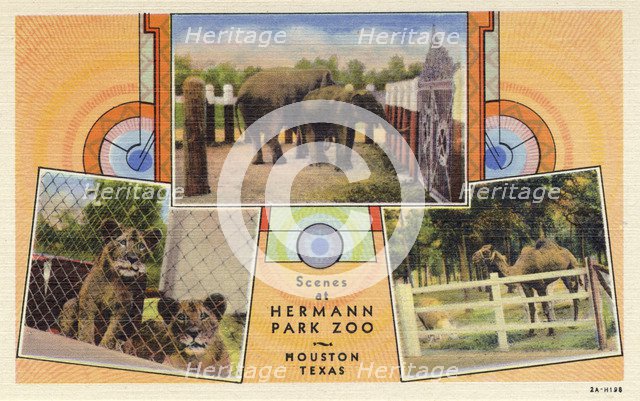 'Scenes at Hermann Park Zoo, Houston, Texas', USA, postcard, 1932. Artist: Unknown