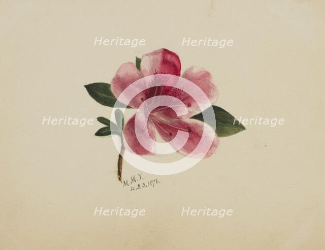 (Untitled--Flower Study), 1876. Creator: Mary Vaux Walcott.