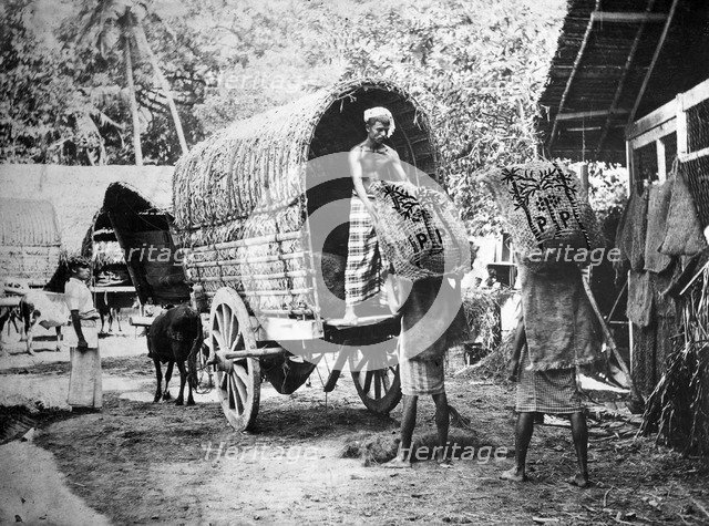 Coconut production, India, 20th century. Artist: Unknown