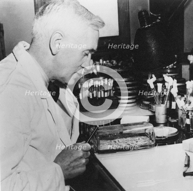 Alexander Fleming, Scottish bacteriologist in his laboratory, 1930s. Artist: Unknown