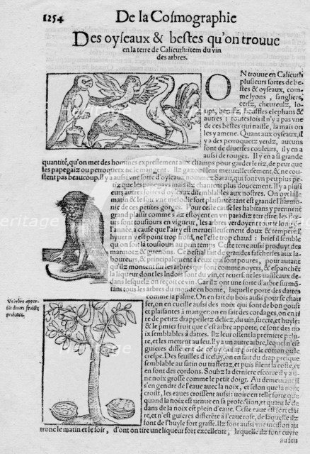 'De la Cosmographie Des oyseaux & bestes qu'on trouve en la terre de Calicuth: item du vin des arbre Artist: Unknown.