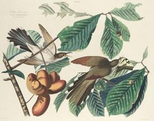 Yellow-billed Cuckoo, 1827. Creator: William Home Lizars.