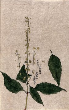 A plant, possibly of the Rubiaceae family: flowering and fruiting stem with separate leaf. Creator: Unknown.