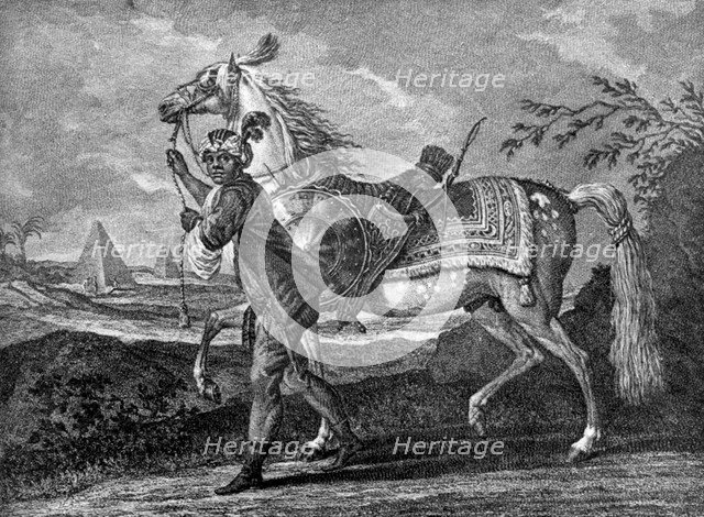 Turkish Arabian horse, 1722 (1938). Artist: Unknown