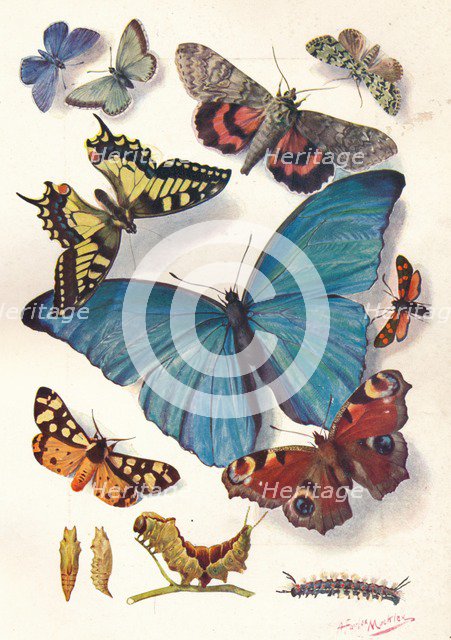 'Example of Colour Block Illustration for Scientific Work', c1903.